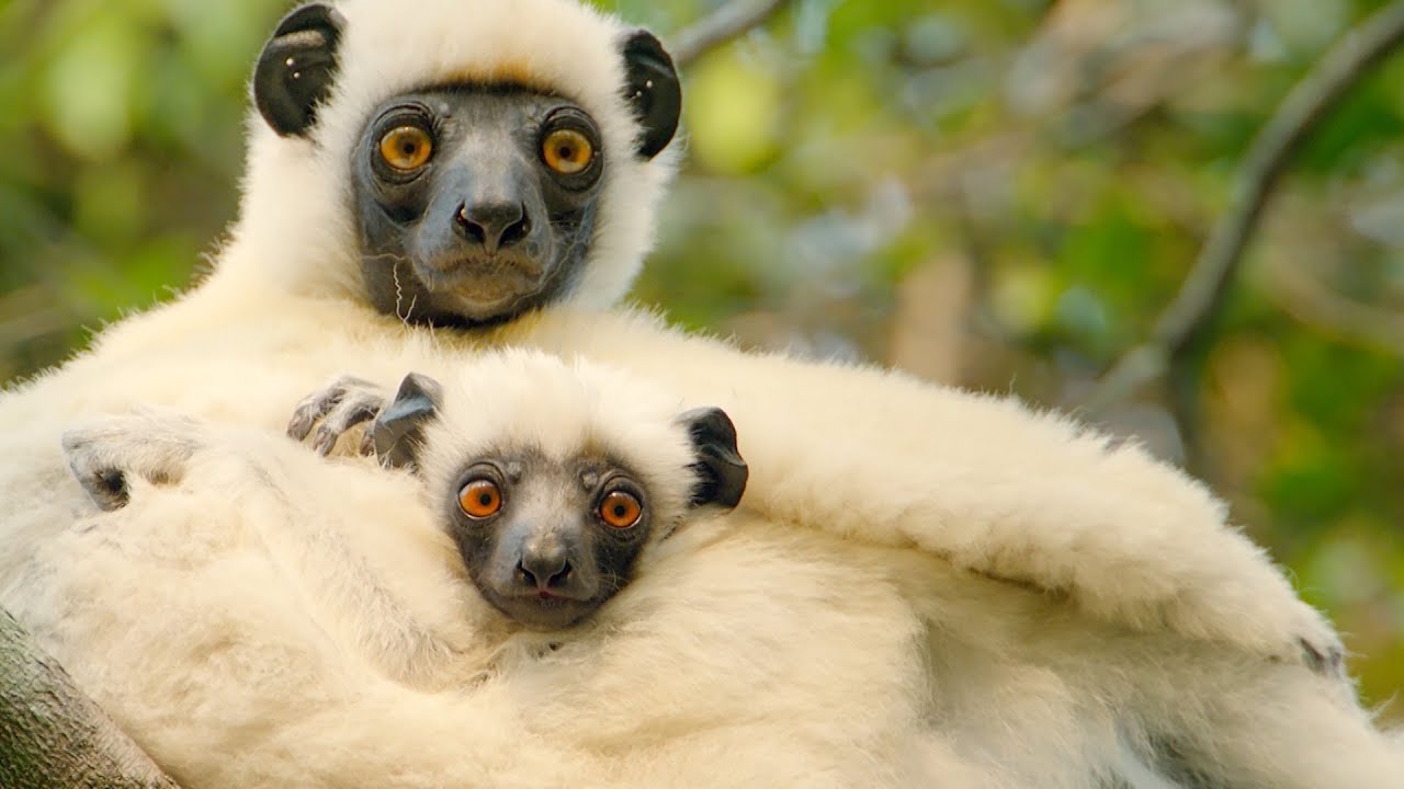 Unique Biodiversity