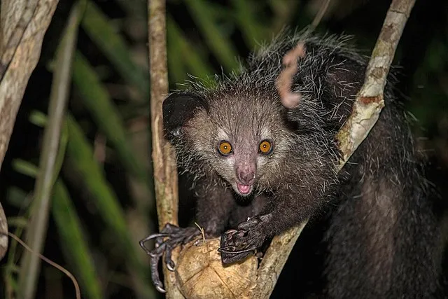 Palmarium Reserve