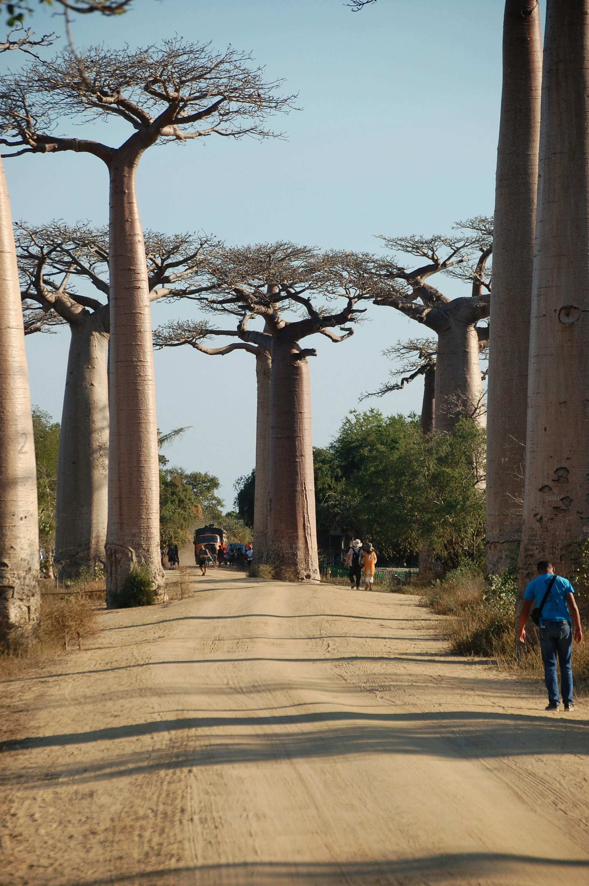 8-Day Highlands to Baobabs