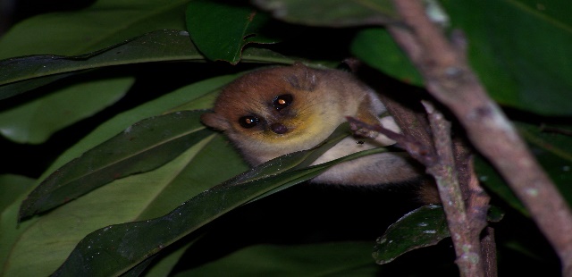14-Day Wild Madagascar Lemurs, Canyons & Coral Seas